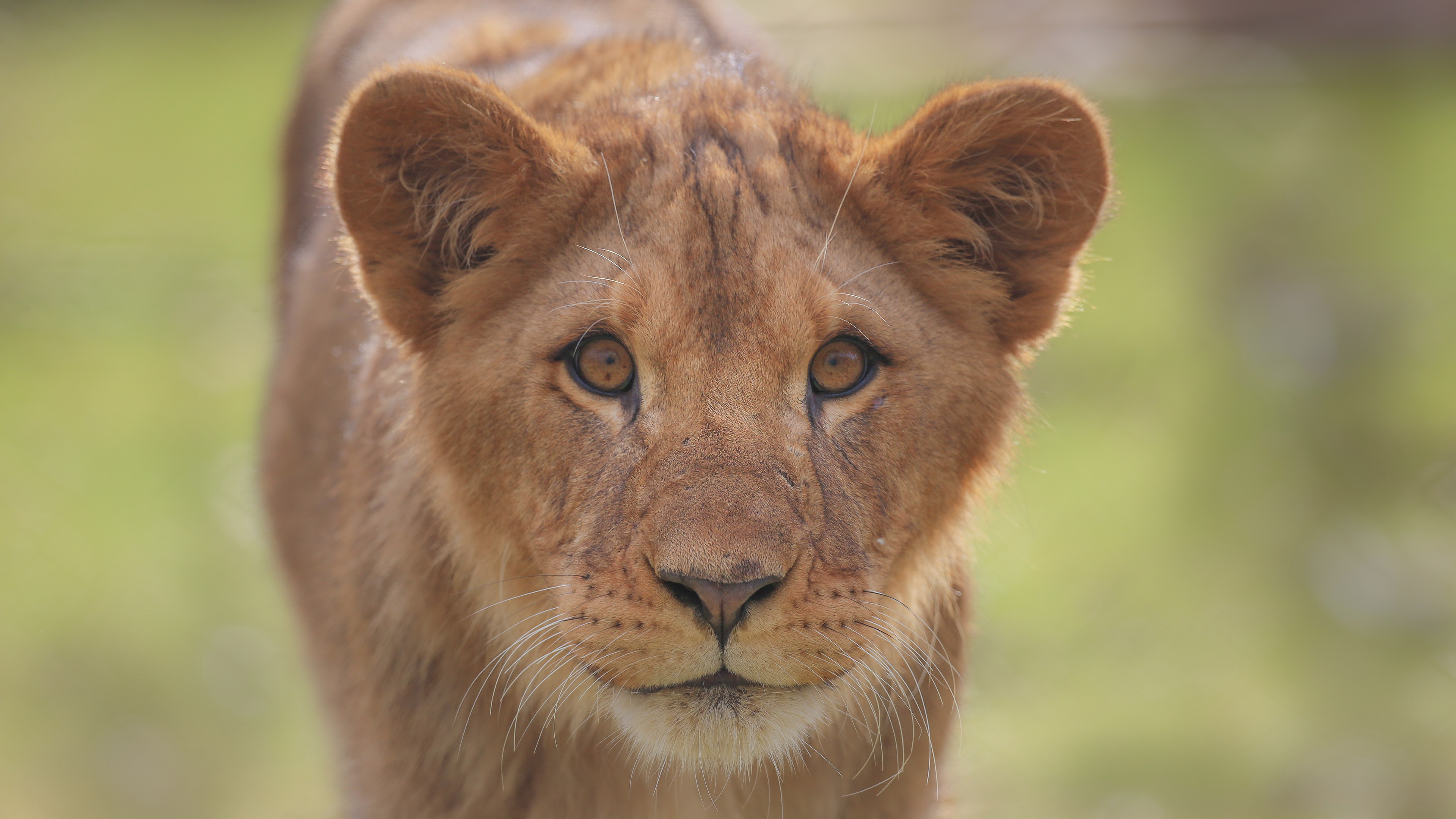 Partez à la découverte du Zoo Safari de Thoiry : en voiture et à...
